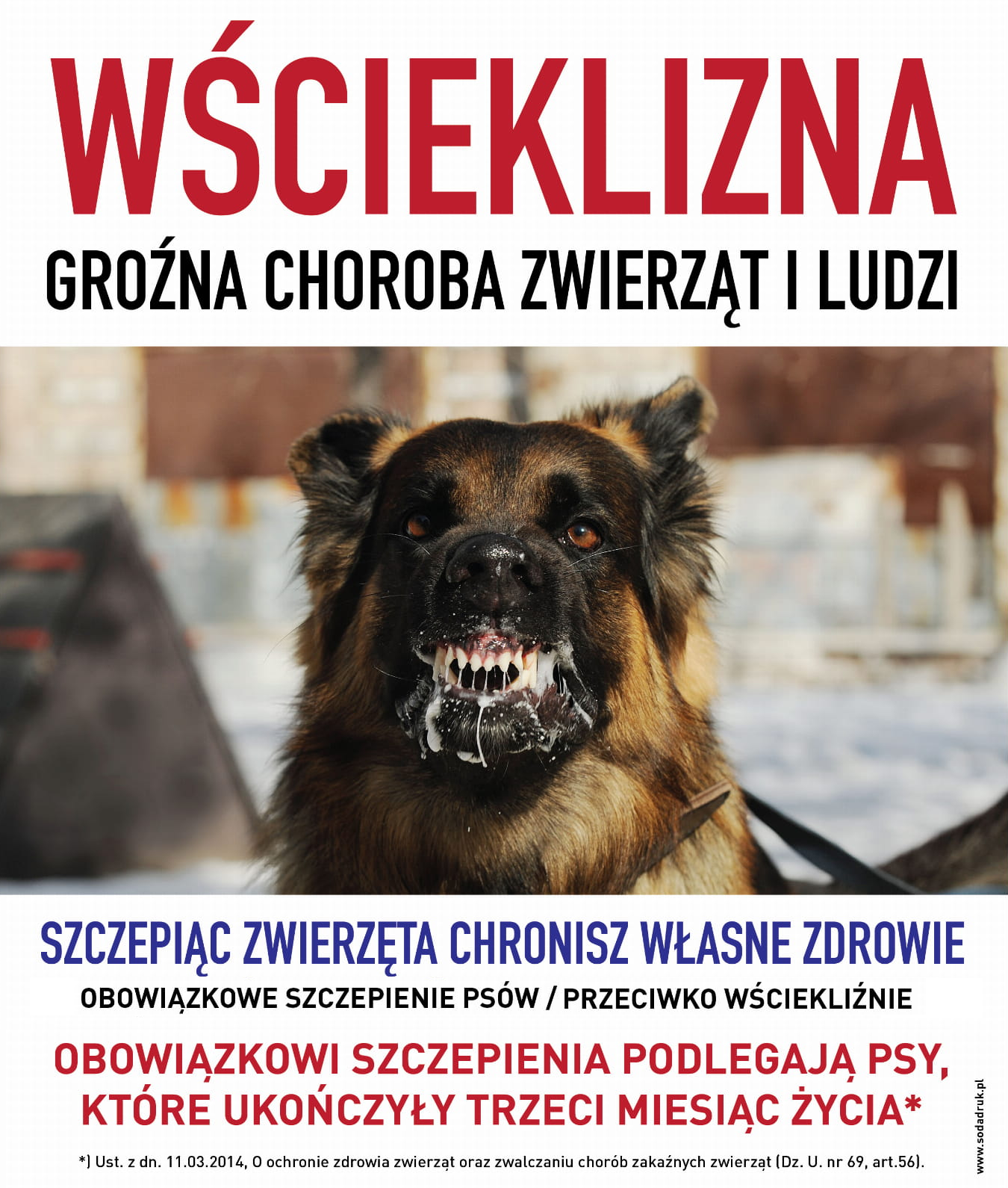 Harmonogram szczepienia psów